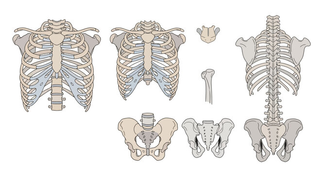 Human skeleton ribcage and pelvis bones.