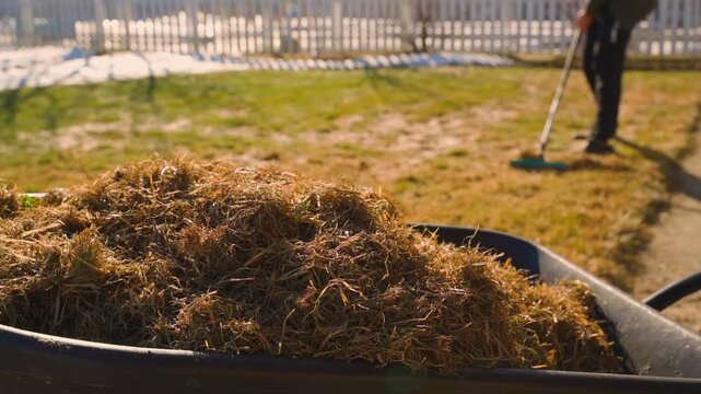 Wheelbarrow full of raked dry grass with person raking lawn in background in spring 