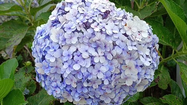 Close-up of a delicate light blue hydrangea flower in full bloom surrounded by lush green leaves, captured in natural daylight with vibrant colors and fine botanical details.
