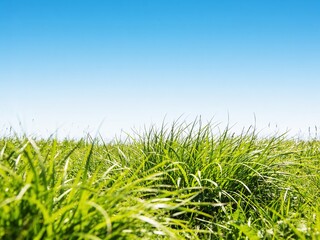Fototapeta premium Landscape photography of a blank bright blue sky background bordered by green alpine grass at the bottom