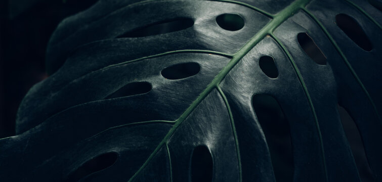 abstract tropical leaf textures on dark tone, natural green background.