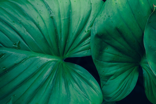 abstract tropical leaf textures on dark tone, natural green background.