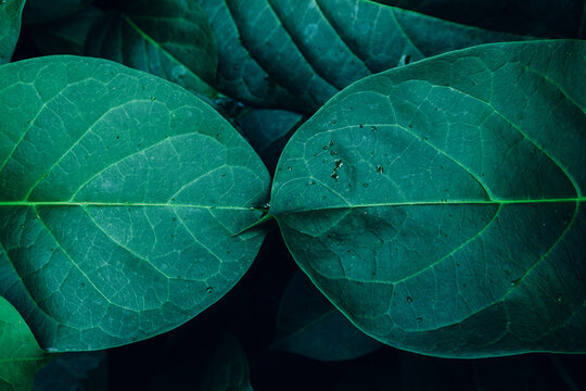 abstract tropical leaf textures on dark tone, natural green background.