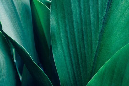 abstract tropical leaf textures on dark tone, natural green background.