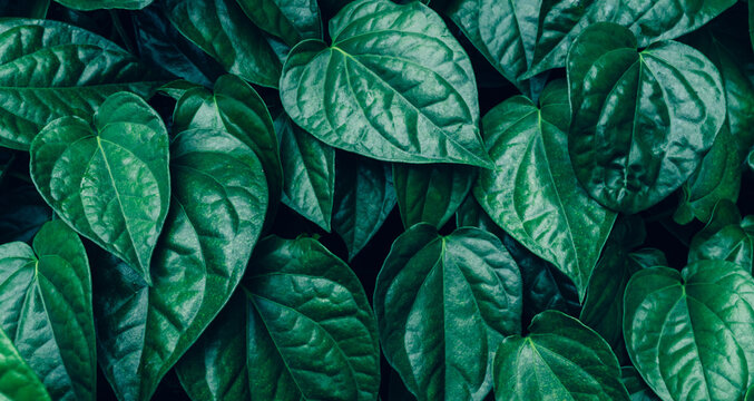abstract tropical leaf textures on dark tone, natural green background.