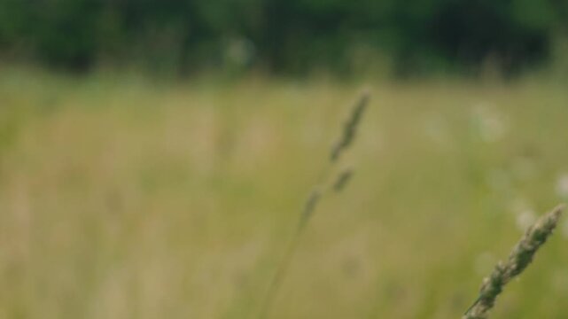 Close-up of Grass with Forest Background