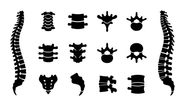 Spine Anatomy Vector Icons, Vertebrae and Spinal Column Illustrations, Medical and Healthcare Graphics