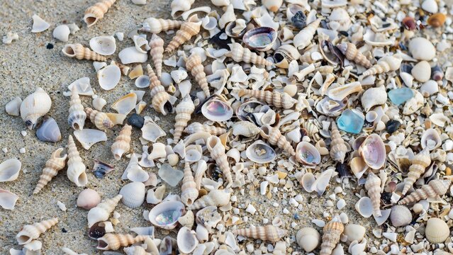 Highangle closeup of a variety of small seashells and sea glass scattered on sandy beach