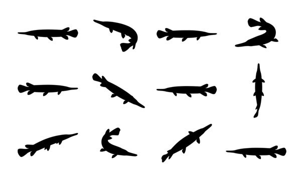 Gar Fish Silhouettes Collection, Aquatic Wildlife Vector Icons, Predatory River Animal Graphics, Set of 12 Black and White Illustrations