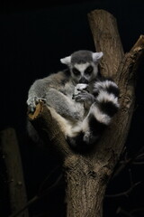 Lemur siedzący na gałęzi na czarnym tle. © Adam