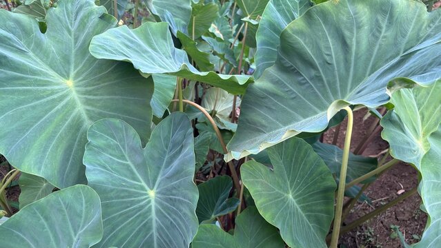 green taro leaves