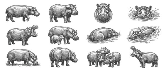 Collection of Hippopotamus Illustrations in Sketch Style