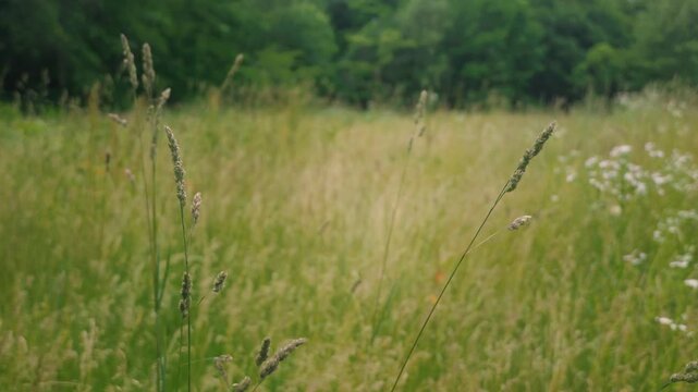 Close-up of Grass with Forest Background