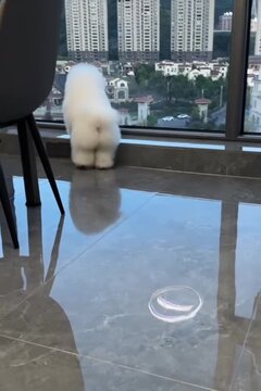 Pupy is playing 