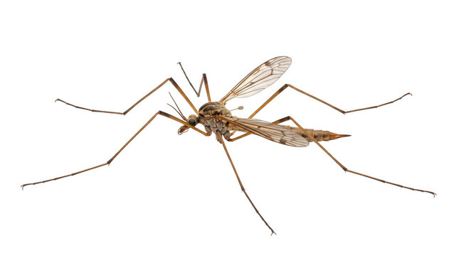 Crane fly mosquito hawk Insect, transparent, png, isolated white isolated on transparent background png