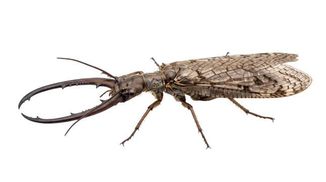 Male dobsonfly with large mandibles Insect, transparent, png, isolated white isolated on transparent background png