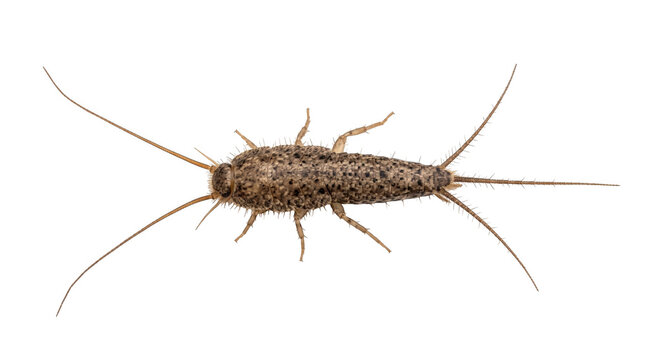 Firebrat silverfish household pest Insect, transparent, png, isolated white isolated on transparent background png