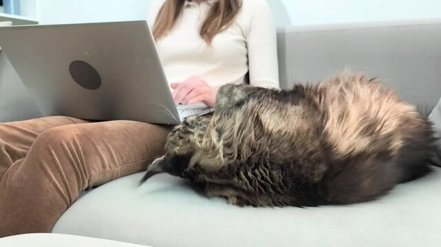 Woman works on laptop while maine coon cat lies nearby on sofa indoors. Large fluffy feline rests calmly beside owner during typing session at home. Lifestyle concept of remote work and
