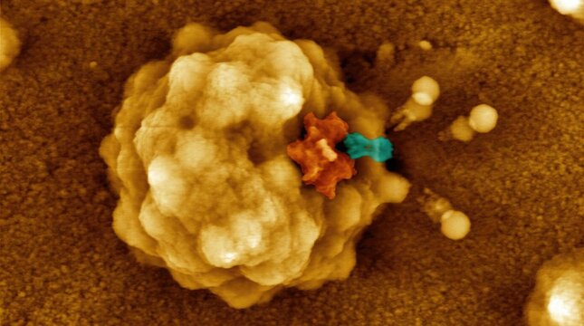 Nitrogenase enzyme complex measuring twelve nanometers, cryo electron micrograph showing iron molybdenum cofactor fixing atmospheric nitrogen molecule, chemical process releasing ammonia.