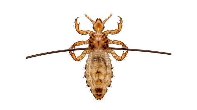 Head louse parasite on hair shaft Insect, transparent, png, isolated white isolated on transparent background png