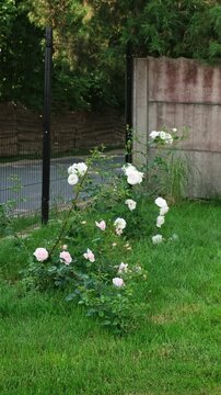 Lush pink and white flowers of rose buds with delicate fragrance blooming in the garden on green grass and fence background. Variety of bush roses is New dawn and Schneewittchen. Floral floriculture.