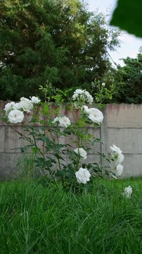 White rose bush blooming in a green garden near a fence. Summer garden, floral background, white flowers. High quality 4k footage.