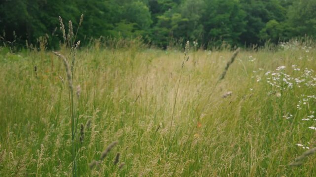 Close-up of Grass with Forest Background
