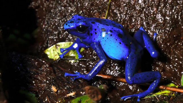 A vibrant blue poison dart frog sitting on a dark wet rainforest floor next to green leaves in a tropical habitat