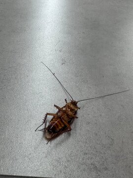 Dead Cockroach Lying Upside Down on a Grey Floor