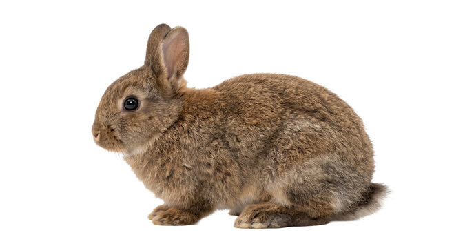 Adorable young rabbit with soft brown fur sitting on a white background