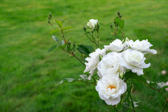 White rose bush blooming on green grass background. Flower in the park. lush blooming of Rosa Schneewittchen. Summer garden, floral background, white flowers. High quality 4k footage.