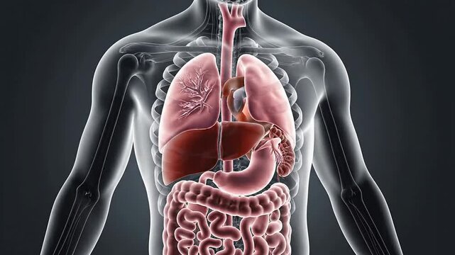 Detailed Exploded View of Human Torso Anatomy Showcasing Internal Organs on a Transparent Background for Medical and Educational Use