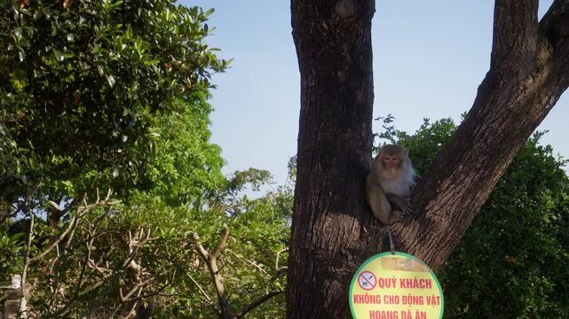 A wild long-tailed macaque monkey perched on a tree branch near a warning sign at Linh Ung Pagoda on Son Tra Peninsula in Da Nang, Vietnam Medium Shot