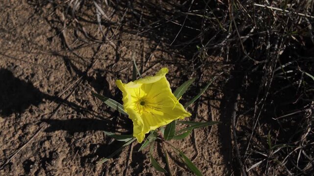 Bright Yellow Wildflower Blooming in Dry Sandy Soil
Description: A top-down close-up shot of a single, vibrant yellow evening primrose wildflower blooming in dry, rocky dirt.