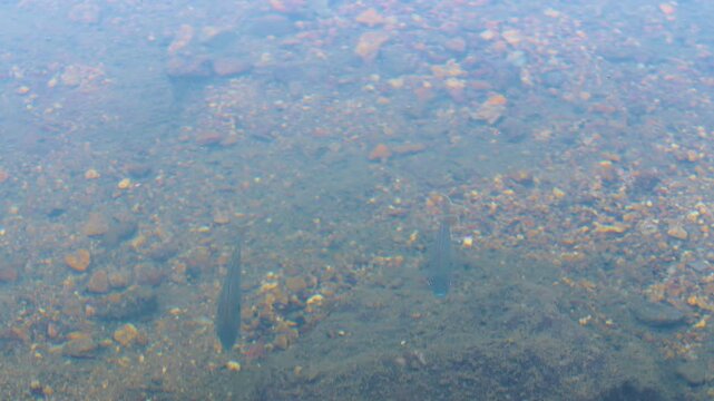 Bluegill Sunfish Swimming in Clear, Shallow Rocky Stream
Description: Clear, top-down footage of native bluegill sunfish swimming over a shallow, gravelly riverbed. The water is pristine, revealing th