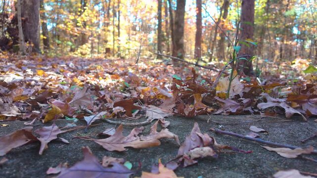 Nine-Banded Armadillo Foraging in Grassy Field
Description: A close-up, eye-level shot of a wild nine-banded armadillo sniffing and foraging through dry leaves and patch grass. The clip captures the u