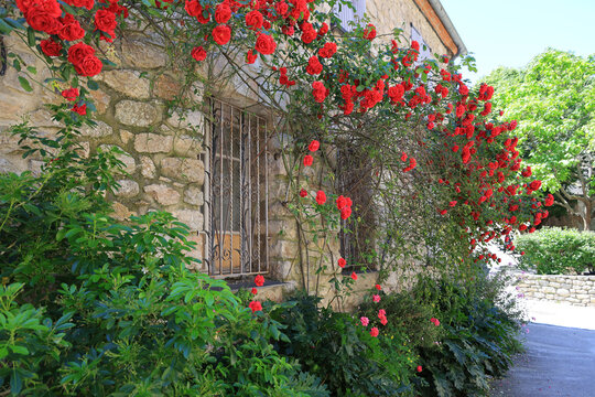 Rambling roses in a historic alley in the medieval town Villefranche-de-Conflent, France  
