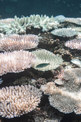 Bleached coral reef © Mari