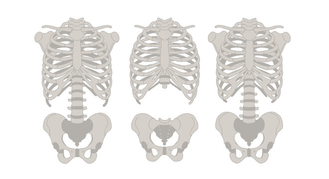 Human skeleton ribcage and pelvis bones.