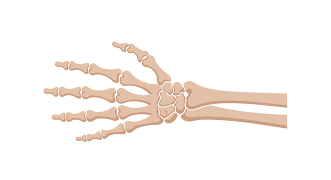 Human hand skeletal system anatomy.