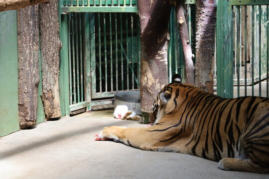 Tygrys w zoo, jedzący surowe mięso