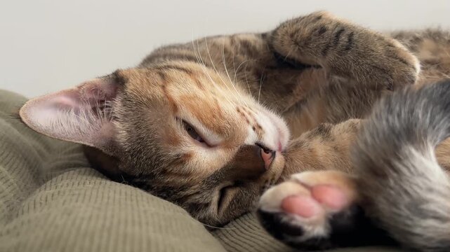 Close-up of a cute sleepy tabby cat sleeping peacefully on a soft cushion at home. Adorable domestic pet in a cozy indoor setting