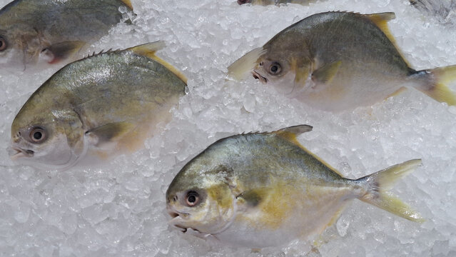 Fresh raw golden pompano fish chilled on crushed ice display at local seafood market premium ingredient for culinary cooking