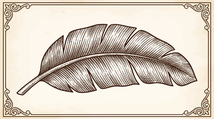 Antique Banana Leaf Engraved Vector Illustration © Bima