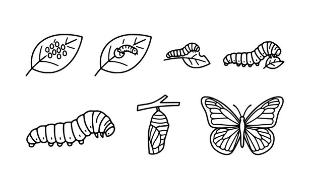 Butterfly life cycle illustration eggs larva pupa and adult stages