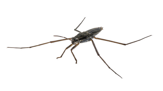 Water strider pond skater Insect, transparent, png, isolated white isolated on transparent background png