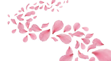 Pink cherry blossom petals gently floating and swirling in the air © Sapphire