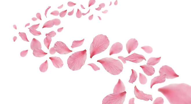 Pink cherry blossom petals gently floating and swirling in the air