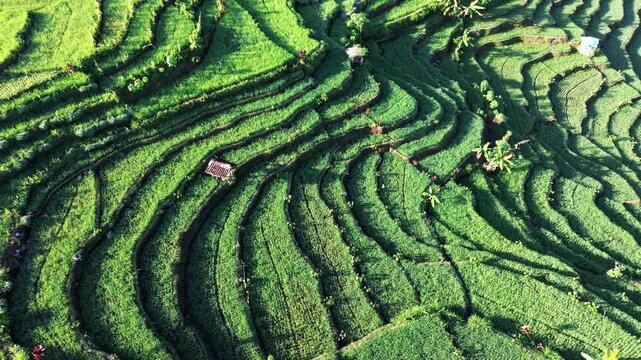 Aerial drone view of stunning terraced rice fields in Wonosobo, Central Java, Indonesia