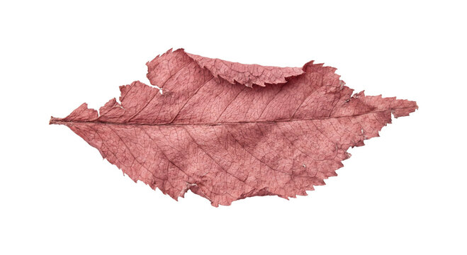 Detailed view of a single dried reddish-brown leaf with serrated edges